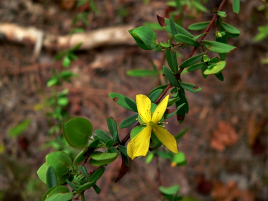 {Hypericum hypericoides}